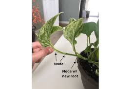 We did not find results for: Easy To Follow Snow Queen Pothos Care And Propagation Epipremnum Aureum Plant My Home