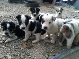 Blue heeler mix puppies for sale in pa and ohio! Texas Heeler Puppies For Sale In Arthur Indiana Classified Americanlisted Com