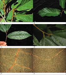 Image result for Grewia mildbraedii