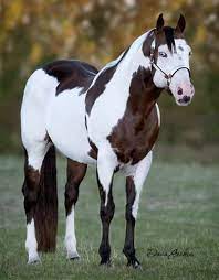 Their beauty came from the splashed paints across their bodies. Das American Paint Horse Schulerzeitung Der Realschule Plus Und Fachoberschule Sohren Buchenbeuren Schulerzeitung Der Realschule Plus Und Fachoberschule Sohren Buchenbeuren
