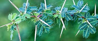 Image result for Acacia adenocalyx