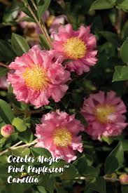 Pin On Southern Living Camellias