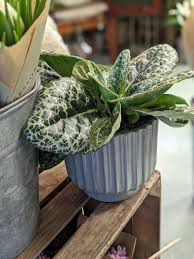 Image result for Streptocarpus leptopus