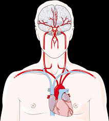 We did not find results for: 3 Upper Circulatory System A The Heart With The Main Upper Vessels Download Scientific Diagram