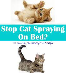6 Gifted Tricks Petkin Dental Cat Food Spray Spray To Keep Cats Off Furniture Will Getting A Cat Neutered Stop It From Spraying Flea Spray For Cat Bedd Sensible