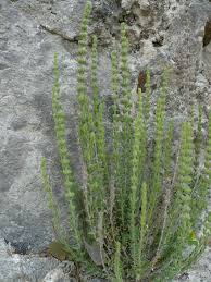 Image result for Micromeria