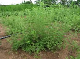 Image result for Artemisia afra