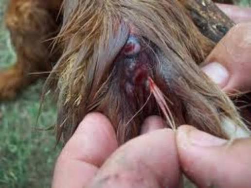Köpeklerde Kulağa Pisipisi Otu Kaçması. Artık bahar geldi ve bu da pisi ya  da pisipisi otu olarak bilinen ve bir tür arpa olan otların ortaya çıkma  zamanının da başladığı anlamına geliyor. Pisipisi