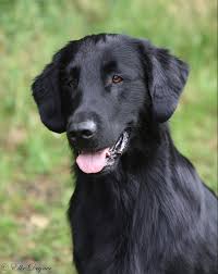 Maybe you would like to learn more about one of these? Flat Coated Retriever Zucht Hundepension Grimm