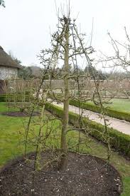 Tara Dillard The Minimalist Guide To Garden Design Quincunx Hedge Pruning Fruit Trees Fruit Trees Espalier Fruit Trees