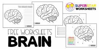 Use this brain project with elementary age students in first grade, 2nd grade, 3rd grade, 4th grade, 5th grade, and 6th garde students. Human Brain Worksheets Superstar Worksheets