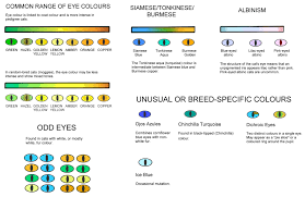 Eye Colours For Cats Cat Eye Colors Eye Color Chart Cat Colors