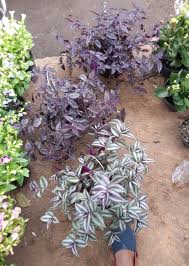 We did not find results for: Jual Tanaman Hias Daun Ungu Sabrina Kota Depok Kebun Miniku Tokopedia