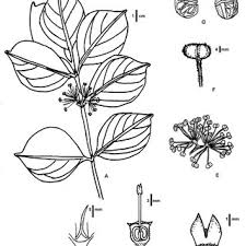 Image result for Multidentia sp. A