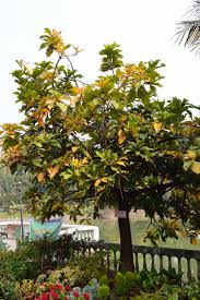 Image result for Barringtonia racemosa