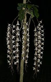 Image result for Aerangis kotschyana