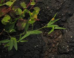 Image result for Zornia pratensis