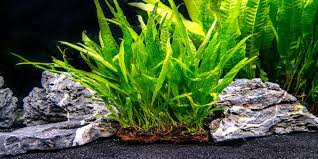 10 cara membuat aquascape sendiri di rumah. Deretan Jenis Tanaman Pakis Air Cocok Untuk Aquascape