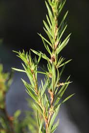 Image result for Cliffortia