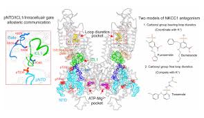 Image result for Loop Diuretic