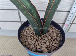 Image result for Sansevieria sinus-simiorum
