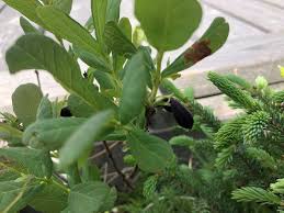 Image result for Bridelia mollis