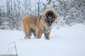 Leonberger puppies for sale uk. Dog Bears Uncanny Resemblance To A Bear Owner S Leonberger Is Mistaken For A Wild Animal On Walks Daily Mail Online