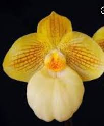 Image result for Ypsilopus