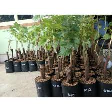 If the item didn't suit you. New Jual Bibit Buah Red Anggur Ninel Import Bibit Biji Benih Ada Shopee Indonesia