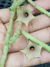 Image result for Huernia leachii