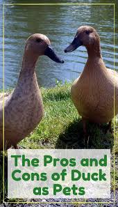 Ducks really enjoy their necks being pet as well. The Pros And Cons Of Ducks As Pets Pbs Pet Travel