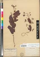 Image result for Oncinotis