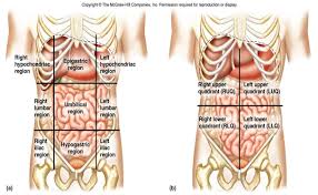 The liver is up under the right ribs and the spleen is under the left ribs. Lump On Rib Cage Left Side Lump On The Upper Left Abdomen Symptom Causes Questions