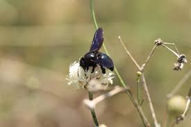 Image result for cornish black bee