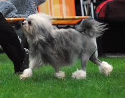 Without being too big or too small it gives the impression of a regal dog breed. Lowchen Facts Pictures Price And Training Dog Breeds