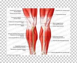 We discuss their function, the different types of bones in the human body, and the cells that are involved. Knee Human Body Muscle Human Leg Muscular System Png Clipart Abdomen Anatomy Arm Biceps Femoris Muscle