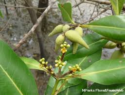 Image result for Avicenniaceae