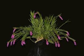 Image result for Schizochilus