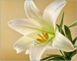 Check spelling or type a new query. Easter Lilies Tips To Care For Your Plant Once The Holiday Is Over