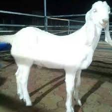 Please call this number for price details. Sojat Goat Sojat Goats Suppliers Sojat Goat Selling Companies