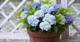 Dig out your hydrangea making sure to get as much as the root ball as possible (dig in a circle around the hydrangea) move the hydrangea to the new. Growing Hydrangea In Pots Tips And Tricks