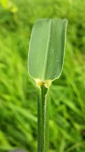 Image result for Urochloa eminii