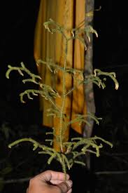 Image result for Lycopodiella cernua