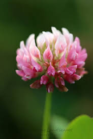 Pin On Wildflowers