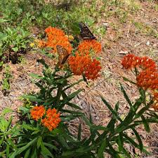 Image result for Asclepias foliosa