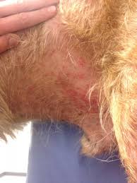 Pruritus Beim Hund Was Kann Man Tun Hundkatzepferd