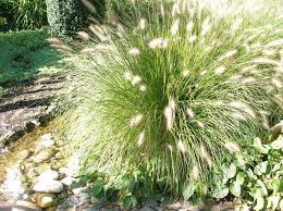 Das lampenputzergras ist beim pflanzsubstrat relativ anspruchslos, der normale gartenboden oder die im handel erhältliche blumenerde reichen dem was ist zu tun, wenn das lampenputzergras nur sehr kümmerlich wächst? Lampenputzergras Pflanzen Pflegen Und Schneiden Mein Schoner Garten
