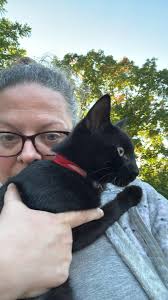 Found little black kitten in Owosso