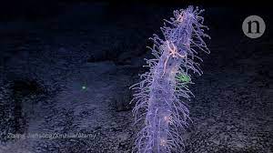 An email service provider (esp) offers services to send and receive emails. Seabed Mining Is Coming Bringing Mineral Riches And Fears Of Epic Extinctions