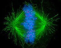 Karyokinesis is followed by cytokinesis in which the cytoplasm divides to form two cells so that each cell contains a single nucleus. Cell Division Wikipedia